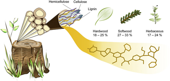 Lignin